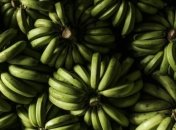 В Болгарии среди коробок с бананами нашли 75 кг кокаина