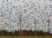 Популяция птиц в США и Канаде уменьшилась на 29% за 40 лет