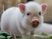 И. Томич: цена на свинину вырастет после нового года на 20%