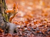 candooasal.blogspot.com