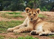 Бердянский зоопарк передал в заповедник ЮАР пятерых львят