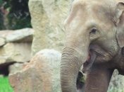 Щоб слоники не нервували: для експерименту їм дадуть медичний канабіс