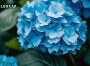 Якщо ви вірите у прикмети, краще не приймати в дар гортензії (зображення створено за допомогою ШІ)