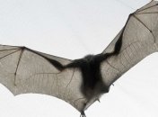 Летучие мыши ориентируются в пространстве по трехмерной карте