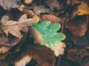 Осенние тропики: новая неделя начнется с тепла и дождей