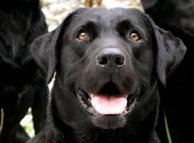 Ученые из Северной Каролины разработали "умный" поводок для собак