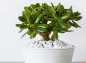 Толстянка – символ финансового успеха и достатка