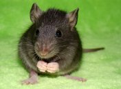 Какие чувства присущи крысам? 