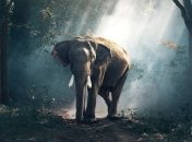 Животные, которых за 40 лет стало в два раза меньше по вине человека (Фото)