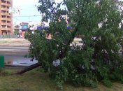 В Сумах 20-минутный ураган вырывал деревья с корнями (Видео)