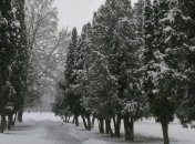 Зимняя сказка: Сумы и область засыпало снегом (фото, видео)