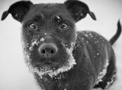 Ученые: Эволюция собак связана с изменениями климата 