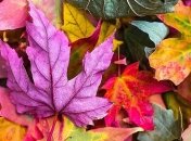 Еще больше солнечных дней: прогноз погоды на начало недели