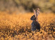 Праздник "Илларионов день" отмечается в 2023 году 21 октября (ранее 3 ноября)