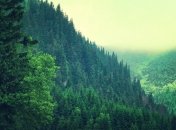 ДП Ліси України продовжують витрачати