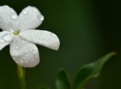 Иов-огуречник: приметы и обряды на 19 мая