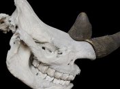 У Вінницькій області знайшли останки шерстистого носорога