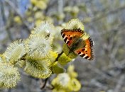 Не я б’ю — верба б’є, — говорили у свято Вербної Неділі