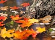 Прогноз погоды в Украине на 3 ноября: ожидаются дожди 