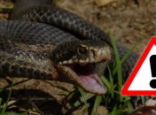 Якщо вас вкусила змія: корисні рекомендації та головні заборони (інфографіка)