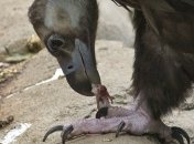 Ученые обнаружили самый крепкий желудок в мире  