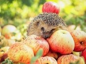 Этими продуктами можно легко утолить голод 