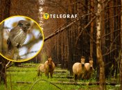 В Чернобыльском заповеднике "засветился" уникальный хищник