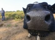 28 человек контактировали с сибирской язвой