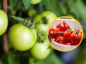 Помидоры созреют быстрее, если знать этот простой лайфхак