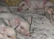 Над зловонной фермой в Одессе возведут саркофаг