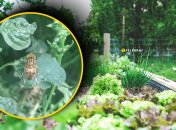 Насекомые-вредители