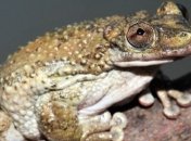 Учеными обнаружена самая смертоносная лягушка