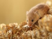 Ученые: первобытные люди питались грызунами