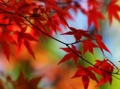 Погода в Украине на 2 ноября: в некоторых регионах ночью заморозки