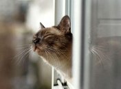 Відкриті джерела