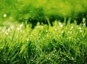 Погода в Украине 16 июня: теплая, дождливая погода