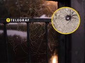 Паук стеатода