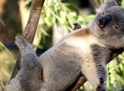 Опасные животные, которые на первый взгляд такими не кажутся (Фото)