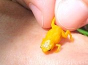 В Бразилии нашли новые виды крошечных ядовитых лягушек