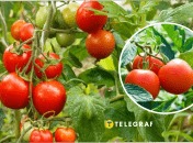 Чим підживити помідори у липні