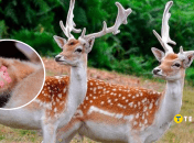 Европейская лань