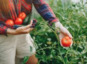 Помідори, вирощені власноруч - найсмачніші