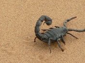 Яд стал спасением: ученые создали лекарство от рака