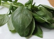 Целебные свойства базилика