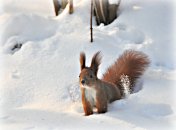 Белка зимой