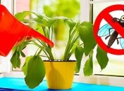 Лемонграс розв'яже усі проблеми з комахами