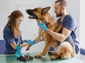 Животным, как и людям, делают анализы