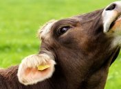 В Швеции счастливые коровы устроили танцы в честь весны - видео умилило сеть