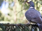 Британские ученые сравнили азартных игроков с голубями