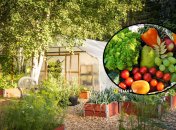 Какие бывают теплицы и зачем их ставят